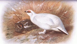 Ptarmigan, da British Birds publicado por Longmans, 1932